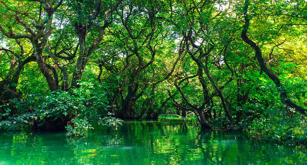 Ratargul Swamp Forest
