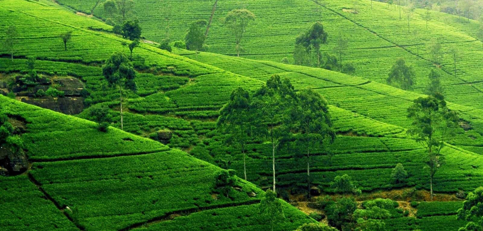 Tea Garden's Of Srimangal
